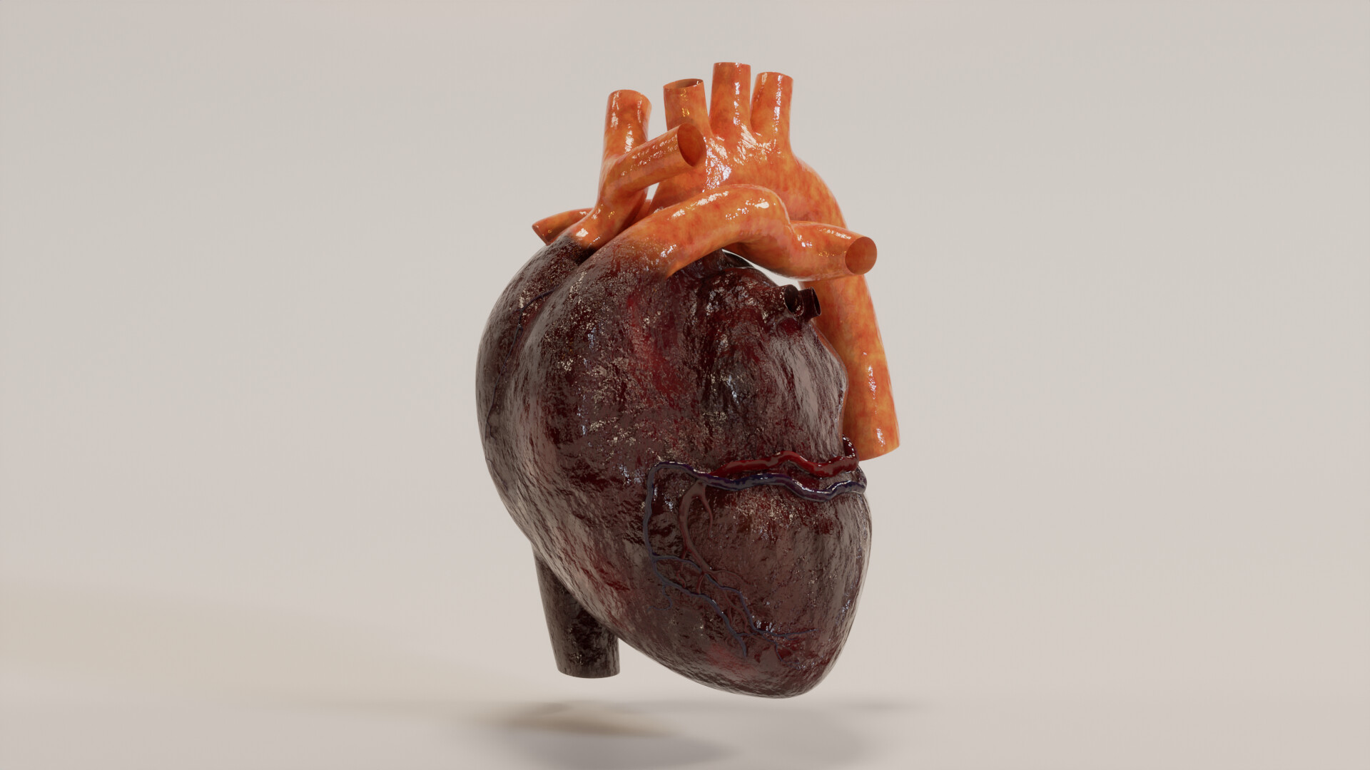 Heart side view