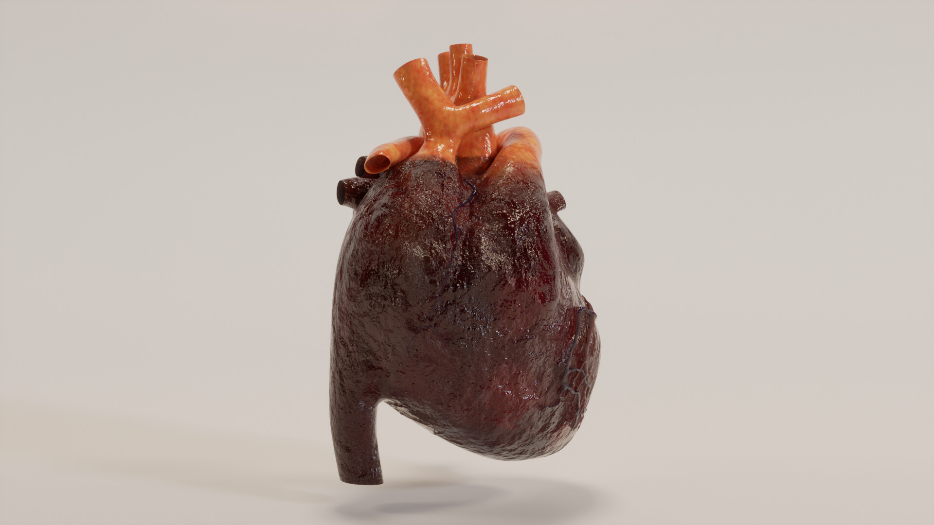 Heart alternate view