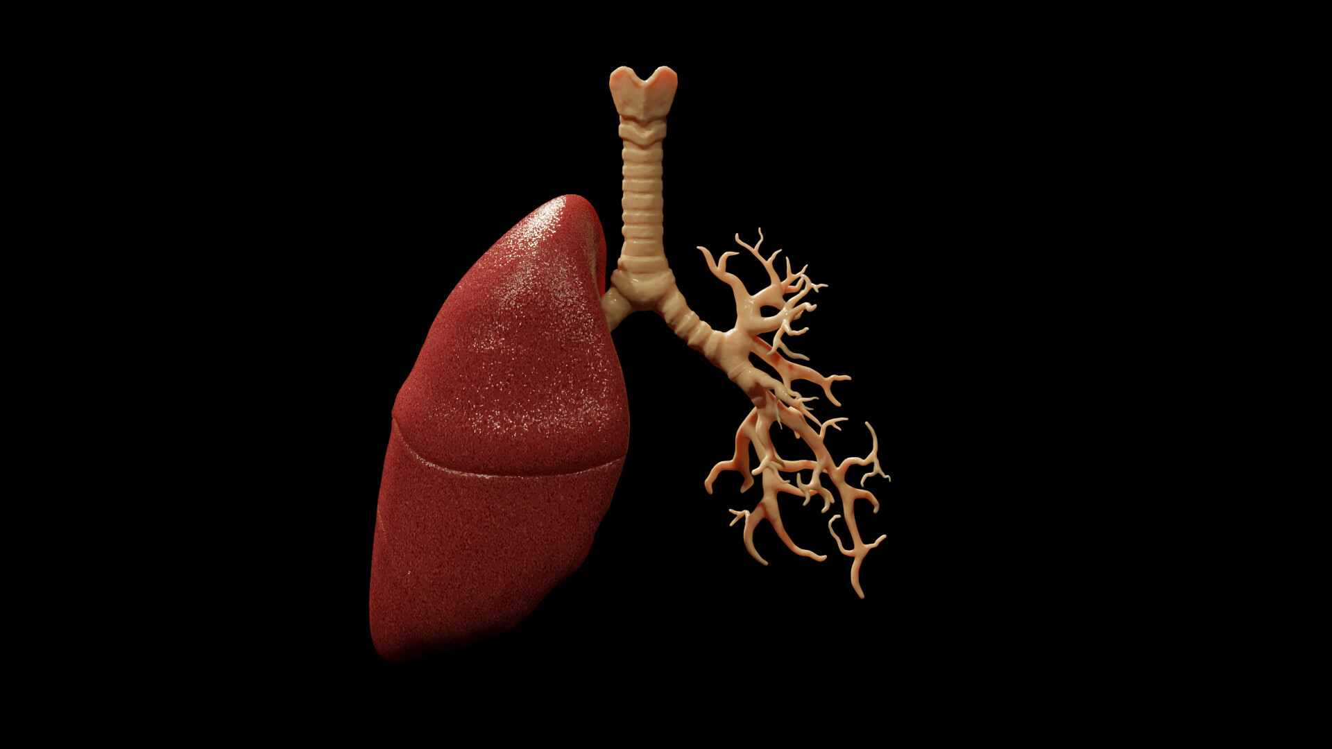 Human Respiratory System