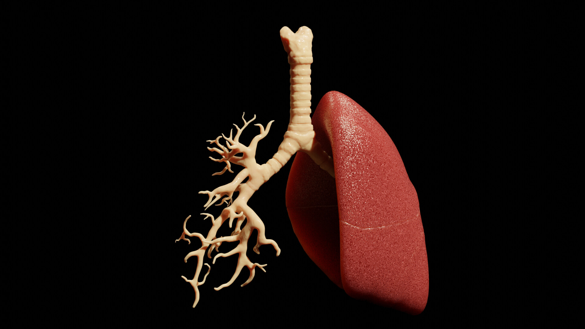 Lung with bronchi exposed