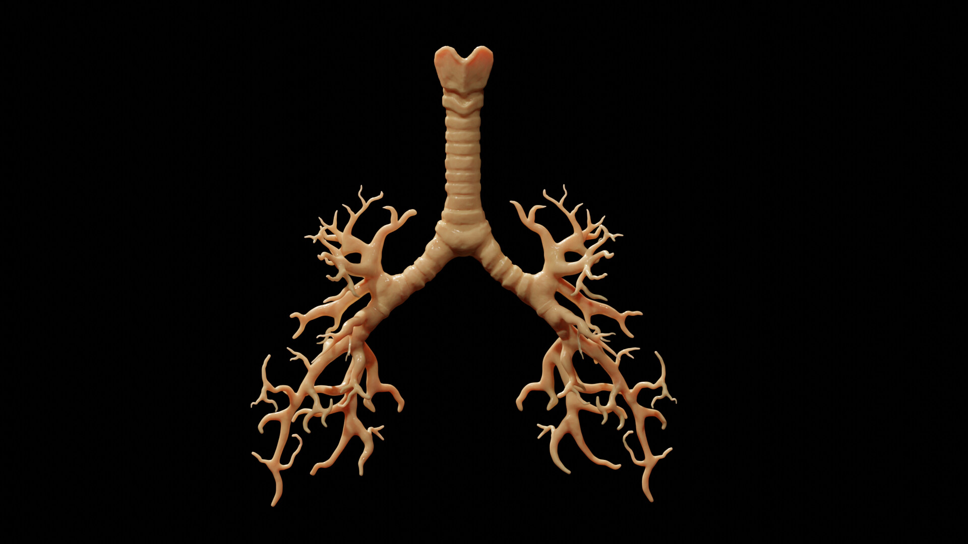 Bronchial tree front view